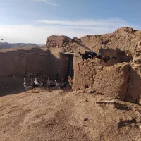 مرغ خروس لاری