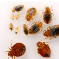 سم پاشی تضمینی ساس و سمپاشی موریانه و سوسک