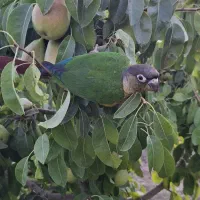 پرنده