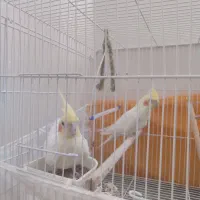 جفت عروس هلندی بالغ تخم گذار|پرنده|تربت‌حیدریه, نواب صفوی|دیوار