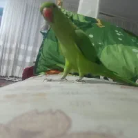 طوطی ملنگو ماده ۹ ماهه