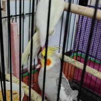 عروس هلندی|پرنده|تبریز, |دیوار