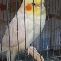 عروس هلندی نر