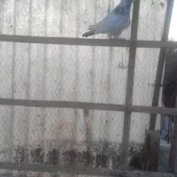 دوتاکفترنر