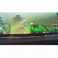 گوپیو سیچیلاید|ماهی|باغ حلی, |دیوار