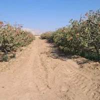 ۱۰ساعت آب و زمین پسته اکبری مرغوب|فروش دفتر صنعتی، کشاورزی، تجاری|مهریز, |دیوار