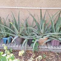 گلدان آلوئه ورا