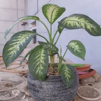 پاندانوس دیفن سانسوریا پدیلانتوس بیدی تمساح الوو