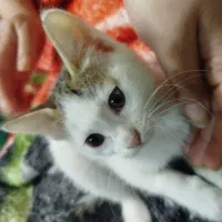 بچه گربه سه ماهه سفید|گربه|زابل, |دیوار