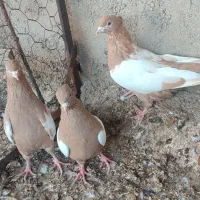 جوجه سینه زرد|پرنده|میانه, |دیوار