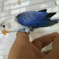 طوطی برزیلی ابر فوق دستی جفت باقفس خارجی و..|پرنده|تهران, زمزم|دیوار