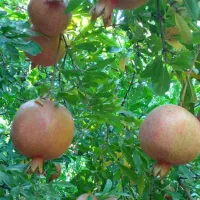 انار درجه یک دان سیاه پوست کاغذی