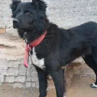 واگذاری ماده سگ|سگ|بروجرد, |دیوار