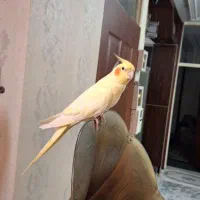 عروس هلندی نر آماده سن. یک سال