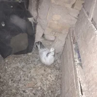 معاوضه باسرول ماده|پرنده|نوبران, |دیوار