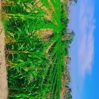 فروش ۵ هکتار|فروش دفتر صنعتی، کشاورزی، تجاری|سندرک, |دیوار