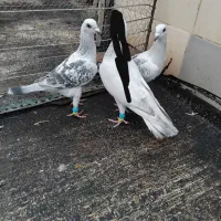 پولکی شامی ۲تا نر