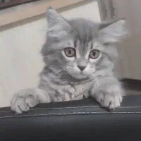 توله گربه دو ماهه بریتیش