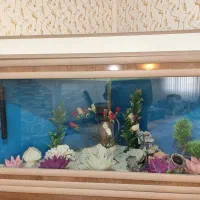 اکواریوم|ماهی|مریوان, |دیوار