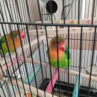 طوطی برزیلی