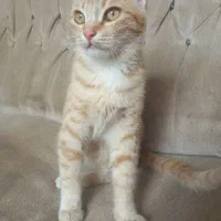 واگذاری گربه اهلی وخانگی
