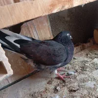 کفتر نژاد دار