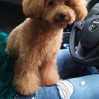 پودل ۲ ماهه