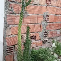 ی عددگل کاکتوس بزرگ