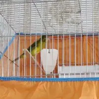 قناری نر|پرنده|قزوین, |دیوار