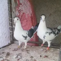 کاشمر|پرنده|کاشمر, |دیوار