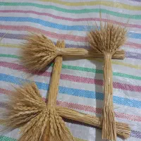 گل گندم|گل و گیاه طبیعی|ملارد, |دیوار