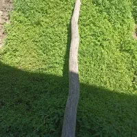 نهال گوجه بزردرجه یک محدوده فلکه صنعت