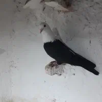 کله سفید و زرد و دم سفید