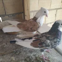 کفتر|پرنده|میبد, |دیوار