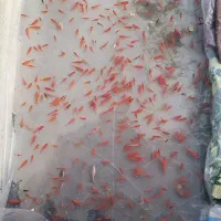 ماهی قرمز مادر بزرگ