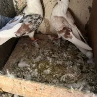 پلنگ نواتی|پرنده|بروجرد, |دیوار