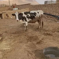 گاو هولیشتان