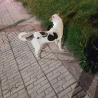 سگ جک راسل|سگ|کرمانشاه, |دیوار