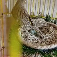 یه جفت شاه قناری