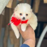 یک به یک خشکل و تو دل برو|سگ|صدرا-فارس, فاز ۱|دیوار