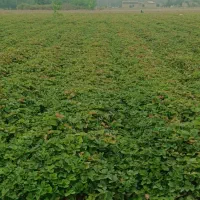 نهال پر|گل و گیاه طبیعی|دلند, |دیوار