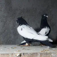 سینه سیاه آس