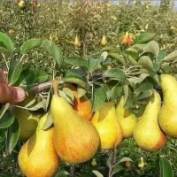 نهال بادام ومیوه|گل و گیاه طبیعی|کوهدشت, |دیوار