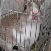 خرگوش|موش و خرگوش|کرمانشاه, |دیوار