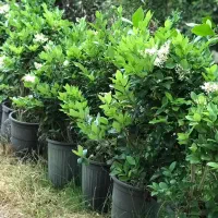 گل یاس هلندی فروشی