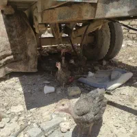 فروش‌جوجه‌بوقلمونژادبرنزانگلیس‌سینه‌پهن