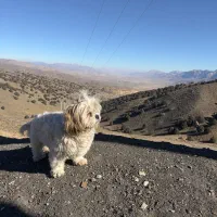 سگ پاکوتاه پیداه شده