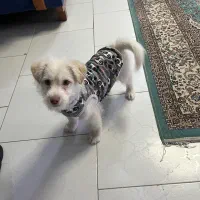 سگ اشپیتز|سگ|کرج, فاز ۴ مهرشهر|دیوار