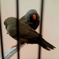 فنچ شارکول