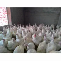 بوقلمون زنده وگوشت بوقلمون|حیوانات مزرعه|شباب, |دیوار